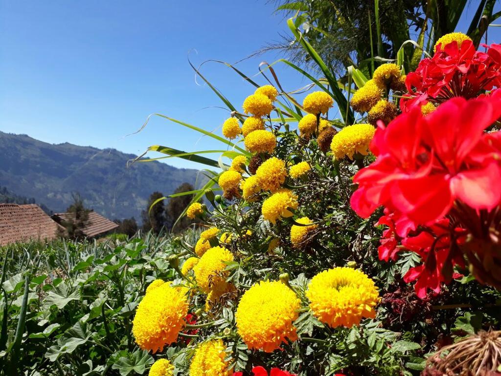 Bromo Otix Guest House 외부 사진